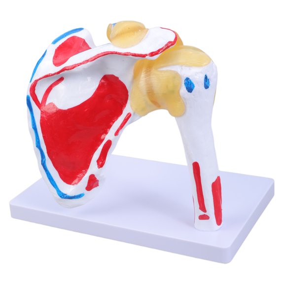 Human Shoulder Joint Muscles Anatomy Model Muscled Shoulder Joint Anatomy Model For Teaching Research Clinical Settings