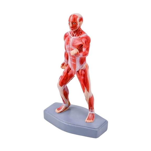 Human Skeletal Muscle Anatomy Model Detailed Medicals Teaching Tool With Accurate Muscle Identification For Study Use