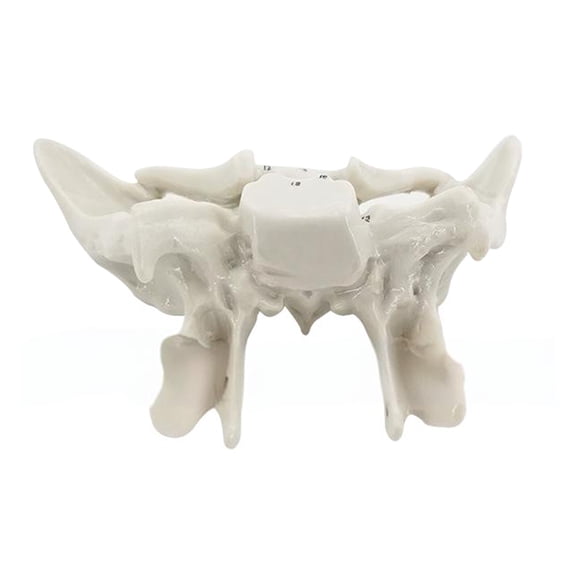 Human Skeleton Anatomical Model Temporal Bone Model Teaching Aid Human Ethmoid Bone Model for Science Class