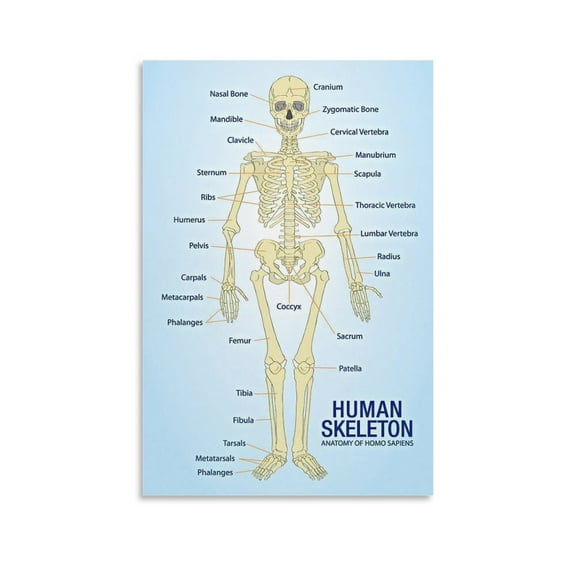 Human Skeleton Anatomy Anatomical Chart Education Posters Art Poster Canvas Painting Decor Wall Print Photo Gifts Home Modern Decorative Posters 20x30inch(50x75cm)