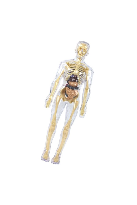Human Skeleton Anatomy Model with Detachable Organs Realistic Anatomical Human Body Model Classroom Teaching Aid for Kid