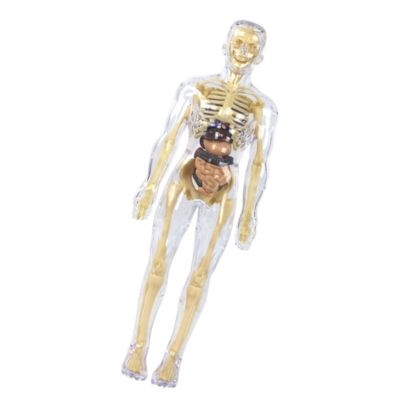 Human Skeleton Anatomy Model with Detachable Organs Realistic Anatomical Human Body Model Classroom Teaching Aid for Kid