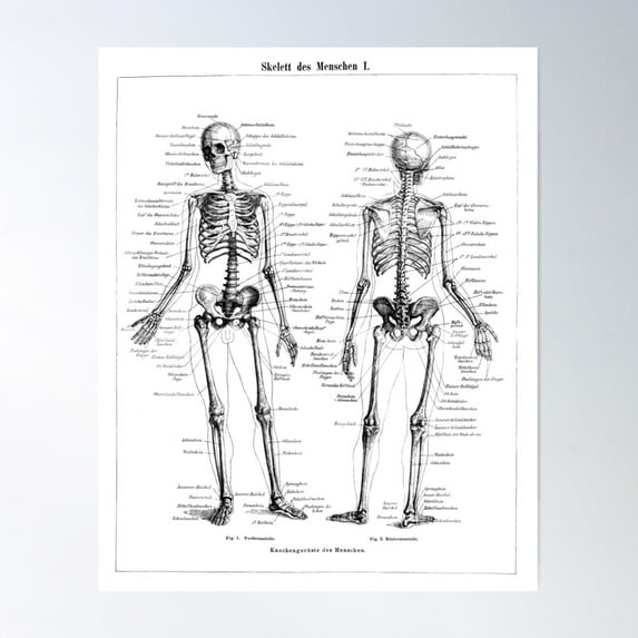 Human Skeleton Labeled Diagram Black White Illustration Poster Wall Art, Modern Wall Decor For Living Room Bedroom, 24x36 UNFRAMED