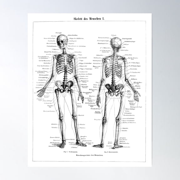 Human Skeleton Labeled Diagram Black White Illustration Poster Wall Art, Modern Wall Decor For Living Room Bedroom, 8x12 UNFRAMED