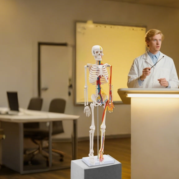 Human Skeleton Model, 34'' Human Skeleton Model Standing Style, Human Skeleton Model With Neurovascular White