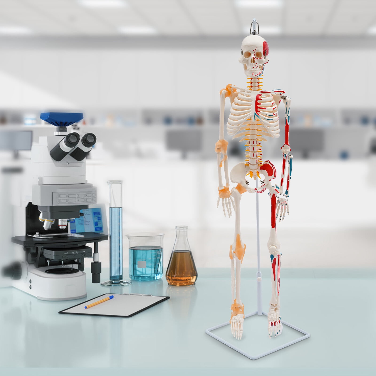Human Skeleton Model 34 inch with Ligaments & Spinal Nerves