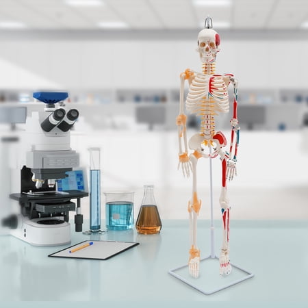 Human Skeleton Model 34 inch with Ligaments & Spinal Nerves, Painted Muscle Insertion and Origin Points, Removable Arms and Legs, Medical Anatomy PVC Skeleton with Stand for Doctor Office Classroom