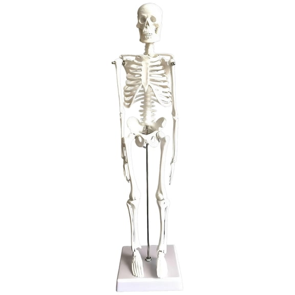 Human Skeleton Model, 45 cm / 17.7 in Full Body Anatomy with Movable Limbs and Base, PVC Anatomical Skeleton for Educational Instruction