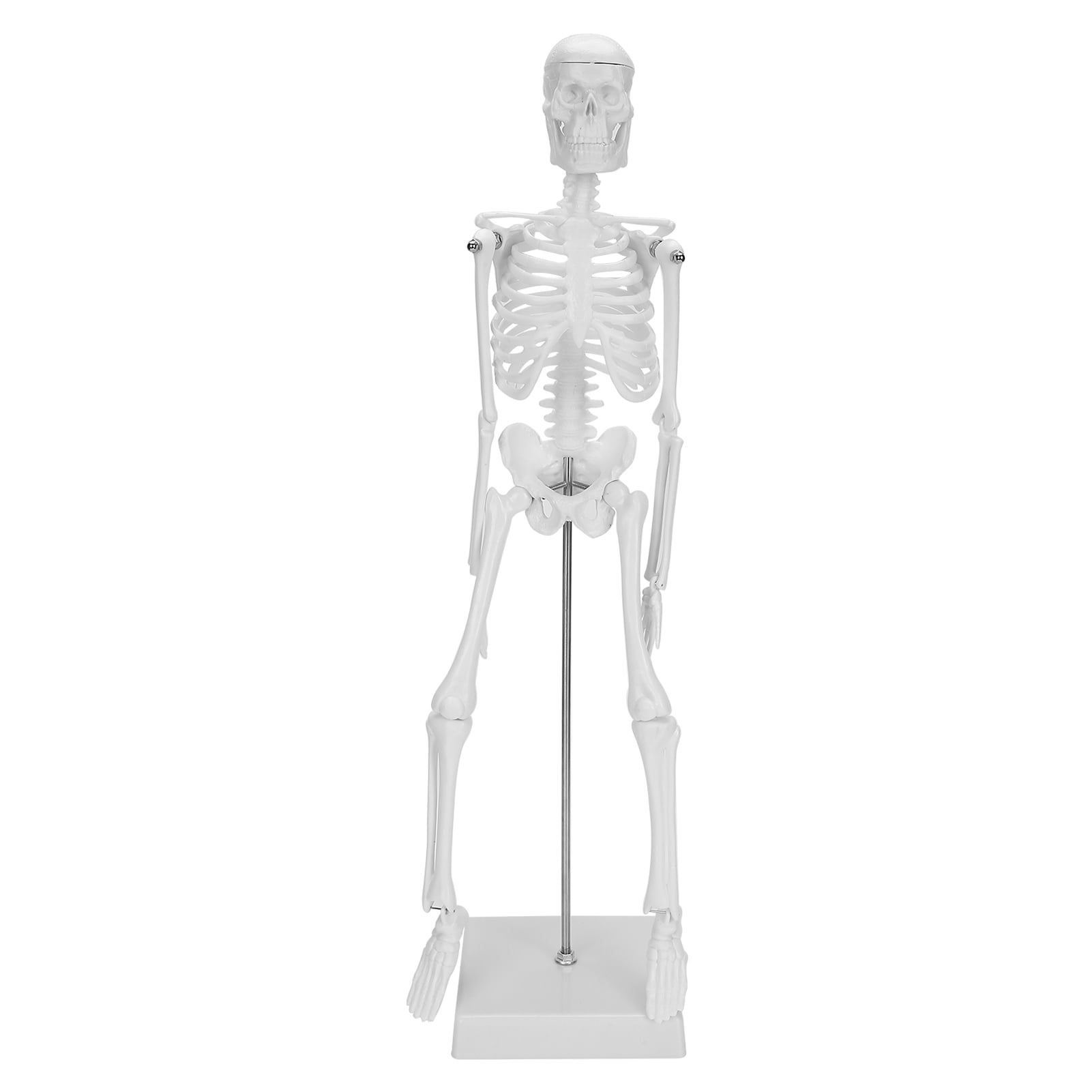 Human Skeleton Model,ANGGREK 45cm Skeleton Model Limbs Model Anatomical