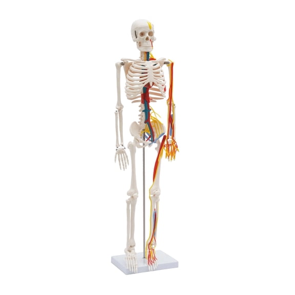 Human Skeleton Model for Anatomy 34" Half Life Size Skeleton Replica Standing Anatomy Skeleton w/Neurological Blood Vessels Teaching Tool for Human Anatomy Study