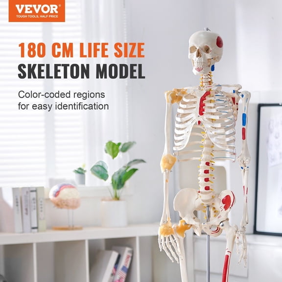 Human Skeleton Model for Anatomy,71.65"Life Size,Accurate PVC Anatomy Skeleton Model with Ligaments,Movable Arms,Legs&Jaw,with Muscle Origin&Insertion Points,for Professional Teaching