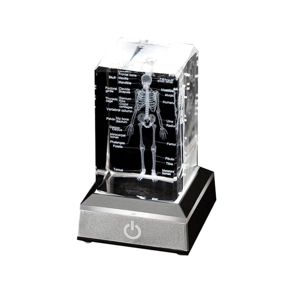 Human Skeleton Model Anatomy Gift Crystal Skeleton Model Medical-Statue Bone Doctor Item for Medical Students