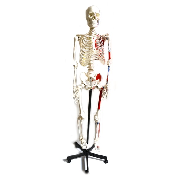 Muscular Painted Human Skeleton Anatomical Model with Mounted Stand, Medical Quality, Life Sized (62" Model Height) - Moveable Joints, Numbered Musclular Details