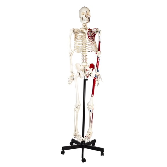 Human Skeleton Model, Full Size - Half Painted Muscles - Rod Mounted - Incredible Detail for Anatomical Study - Eisco Labs