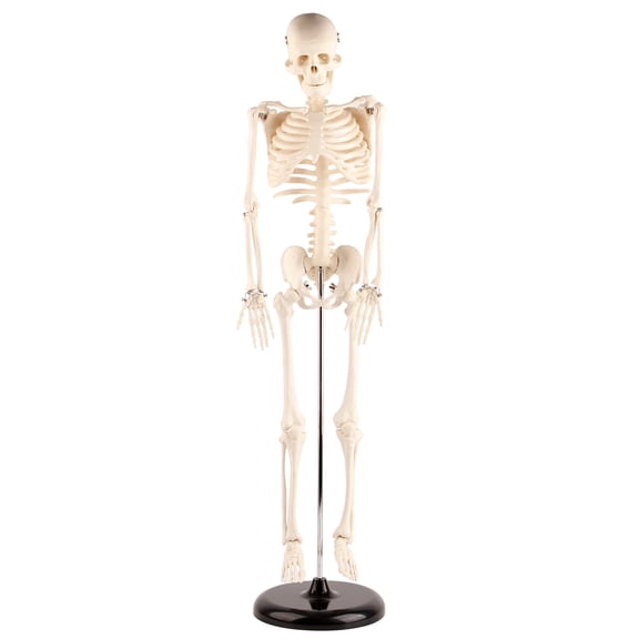 Human Skeleton Model, Human Muscular Skeleton Model Flexible Arms And Legs With Base And Supporting Rod For Schools Teaching Use For Display And Study