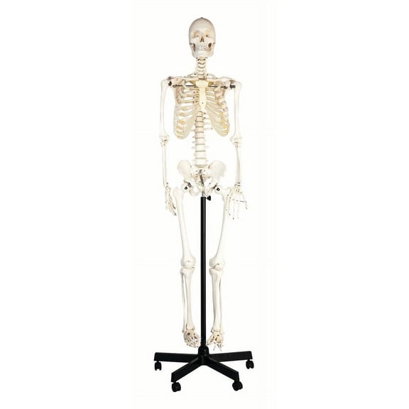 Human Skeleton Model, Natural Size & Color - Flexible Spine & Joints - Nerve Branches - Rod Stand with Rolling Base - hBARSCI