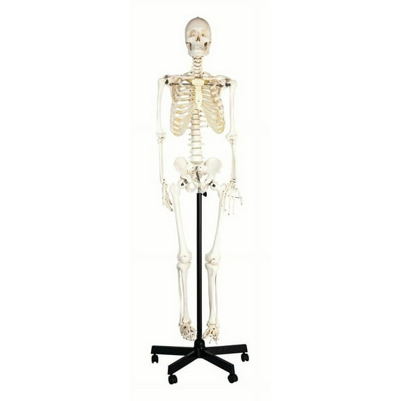 Human Skeleton Model, Life Size (64") & Natural Color - Flexible Spine & Joints - Nerve Branches - Rod Stand with Rolling Base - hBARSCI