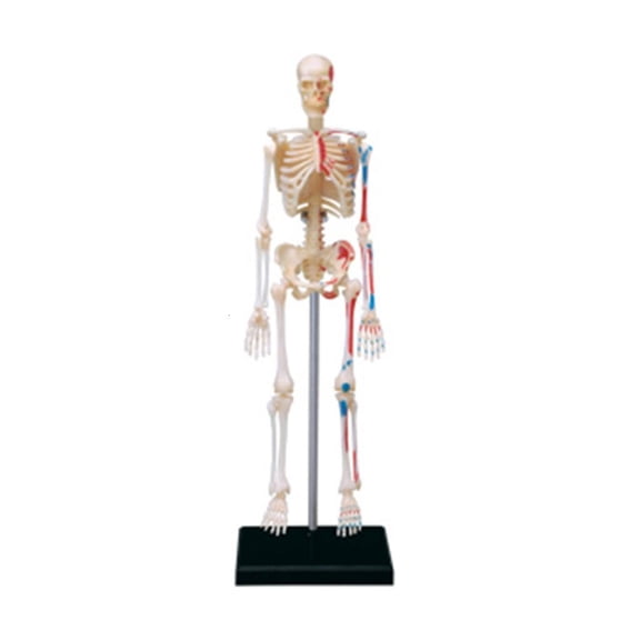 Human Skeleton Model Mini Human Bone Model with Removable Arms, Legs and Stand