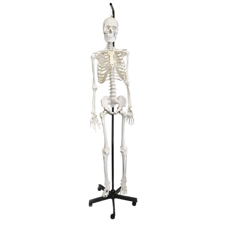 Human Skeleton Model, Natural Size & Color - Flexible Spine & Joints - Nerve Branches - Hanging Stand with Rolling Base - Eisco Labs