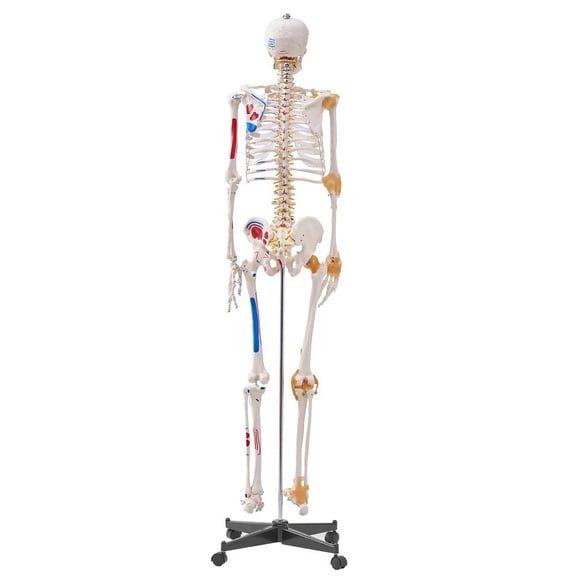 Human Skeleton Model for Anatomy, 71.65 in Life Size, Pvc Model with Ligaments, Movable Arms, Legs and Jaw