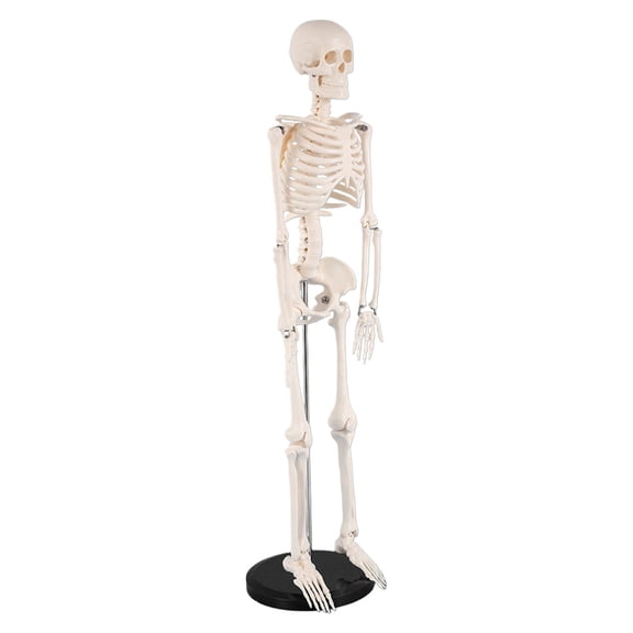 Human Skeleton Model for Anatomy 85cm Anatomical Human Skeleton Model Movable Arms and Legs for Hospital Education Use