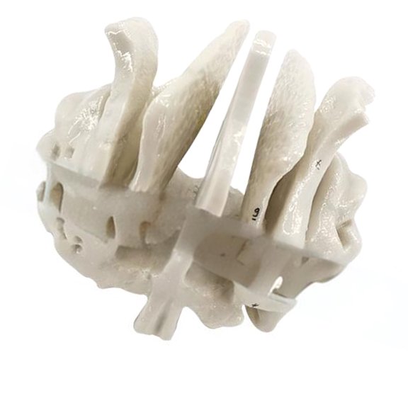 Human Skeleton Model for Anatomy Ethmoid Bone Model Teaching Aid Practical Temporal Bone Model Hospital Supplies