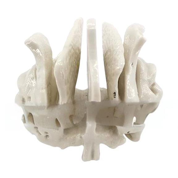 Human Skeleton Model for Anatomy Ethmoid Bone Model Teaching Aid Practical Temporal Bone Model Hospital Supplies