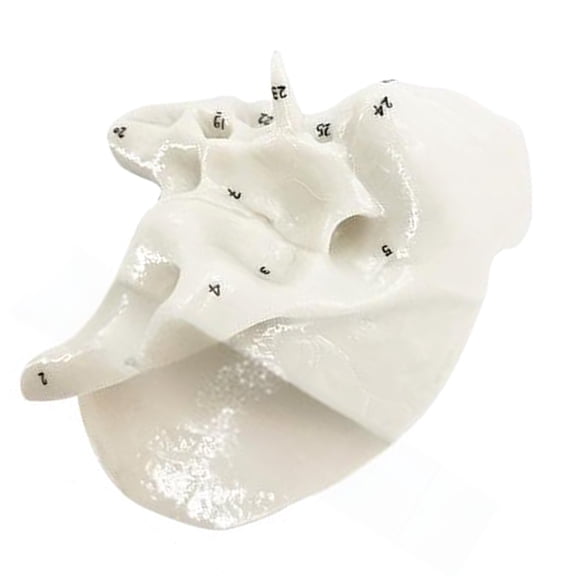 Human Skeleton Model for Anatomy Ethmoid Bone Model Teaching Aid Practical Temporal Bone Model Hospital Supplies