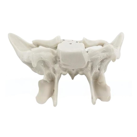 Human Skeleton Anatomy Model Sphenoid Ethmoid Bone Model School Teaching Tool