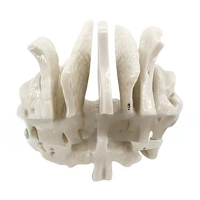 Human Skeleton Anatomy Model Sphenoid Ethmoid Bone Model School Teaching Tool