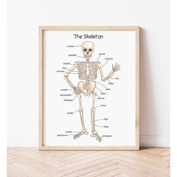 Human Skeleton Poster For Kids Human Bones Prints Montessori Toddler Educational Posters Homeschool Classroom Decor , Poster Print Only