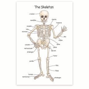 Human Skeleton for - Bone Structure and Skeletal System