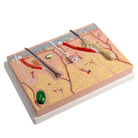 Human Skin Structure Anatomical Model Human Skin Anatomy Mode for Science Study