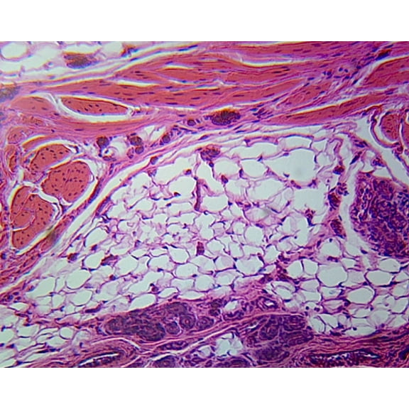 Human Skin; Cross Section by Go Science Crazy