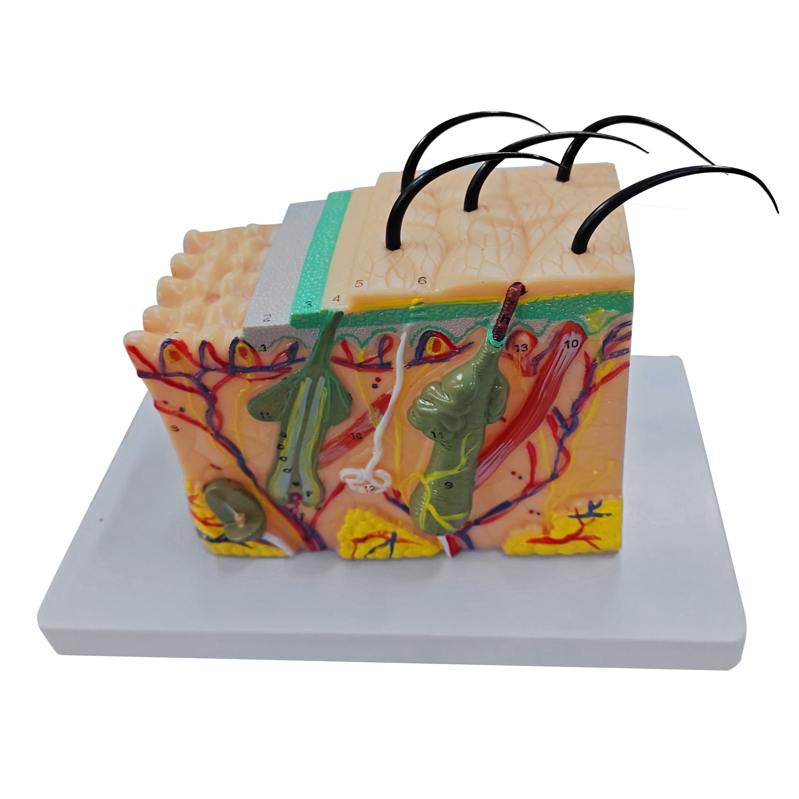 Skin Model Science Human Skin Model 35/50/70/85X Enlarged Skin Structure Anatomical Model ...