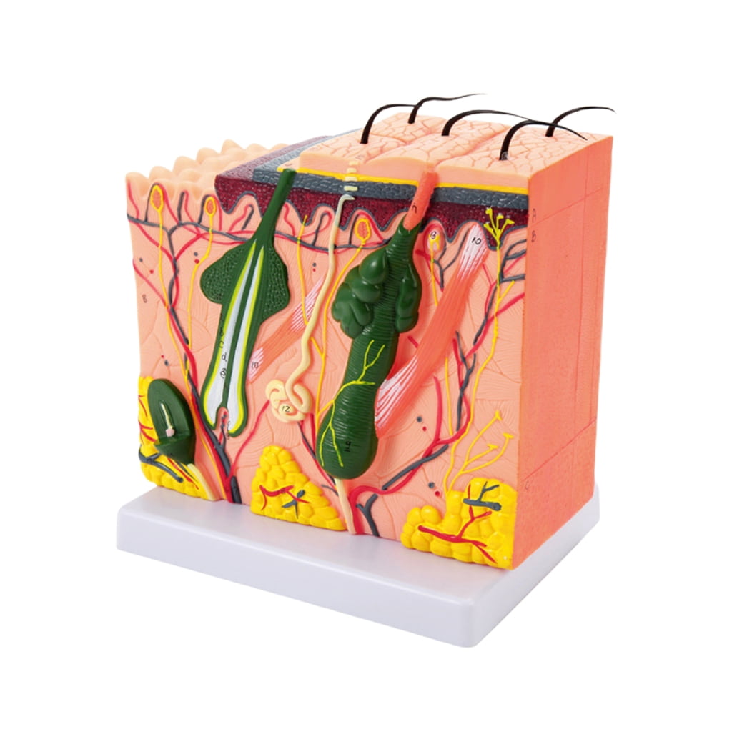 Skin Anatomical Model 35/50/70/85X Enlarged Skin Model Teaching Tool ...