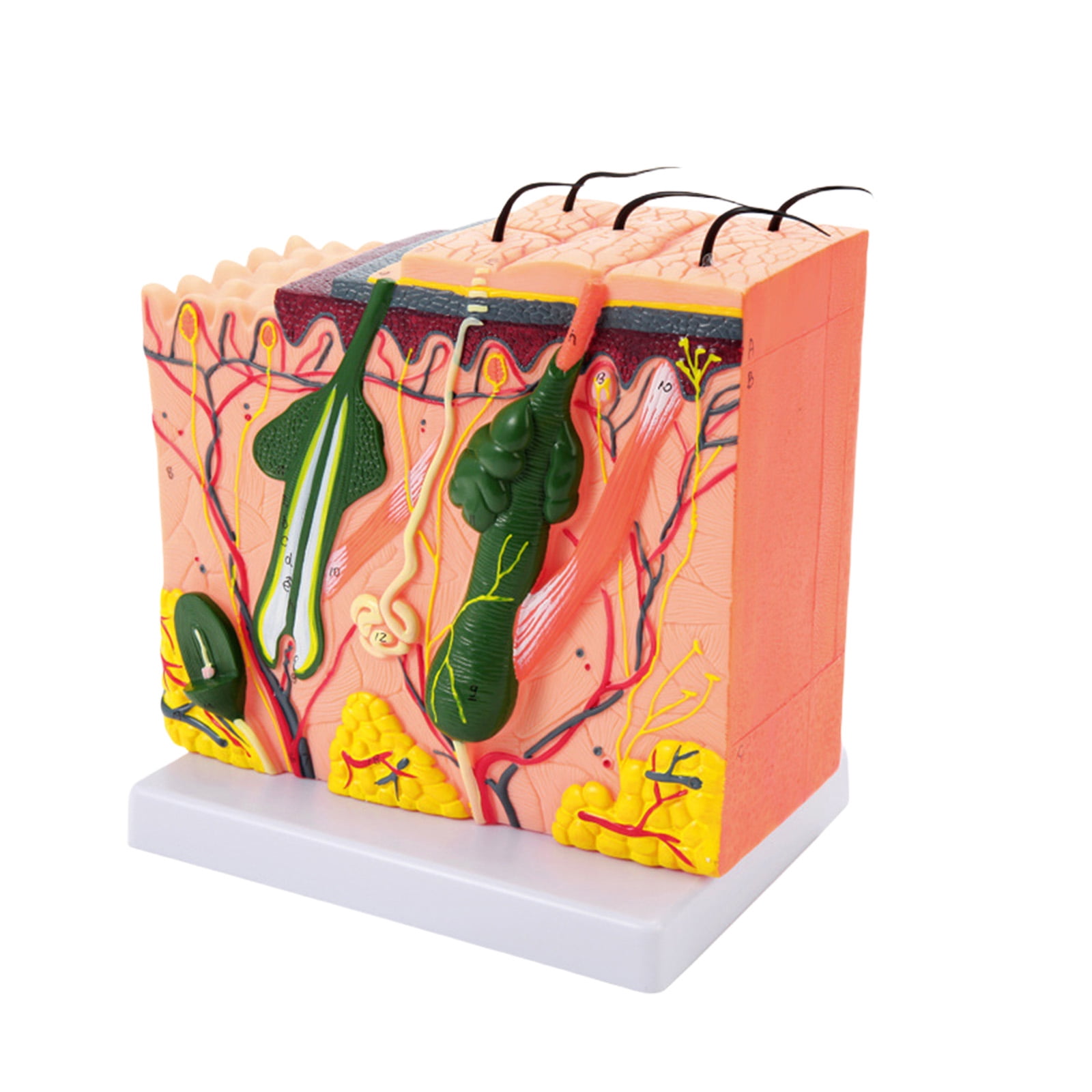 Skin Model Science Human Skin Model 35/50/70/85X Enlarged Skin Structure Anatomical Model ...