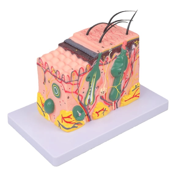 Human Skin Model 35/50/70/85X Enlarged Skin Structure Anatomical Model Teaching Medicals Model for Science Study
