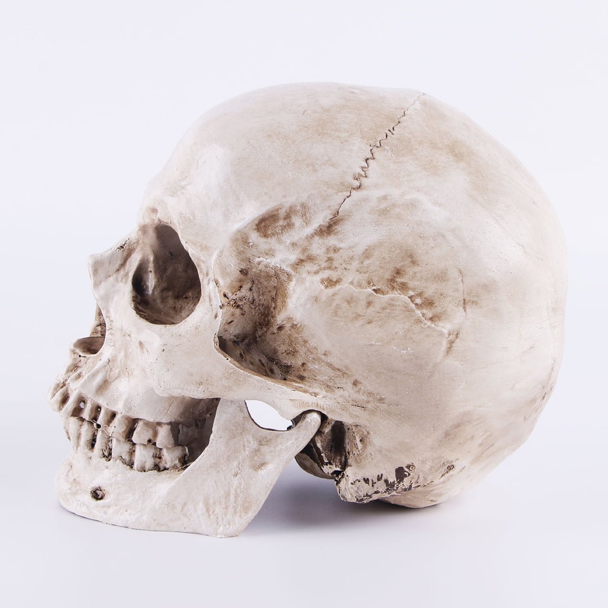 PIXNOR Human Skull Anatomical Model,Life Size 3 Part Adult Human Anatomy Head Skeleton Model with Removable Skull Cap and Moving Jaw,Medical Anatomical Tracing Teaching Skeleton,Simulation Resin