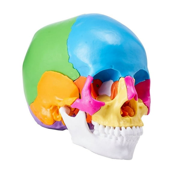 Human Skull Anatomy Model 22 Parts Life Size Painted PVC Detachable Skull for Teaching Research Learning