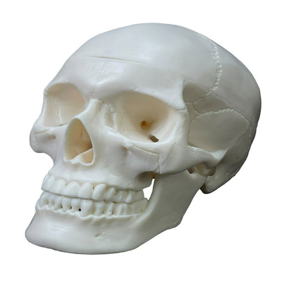 Human Skull Model,2 Parts Realistic Human Skull with Removable Skull Anatomy Teaching Supplies