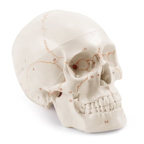 Human Skull Model Life Size Anatomical Model with Newest Laser-Etched Fonts Not Hand Write Number, Not Smudged for Medical Student Human Anatomy Study Course