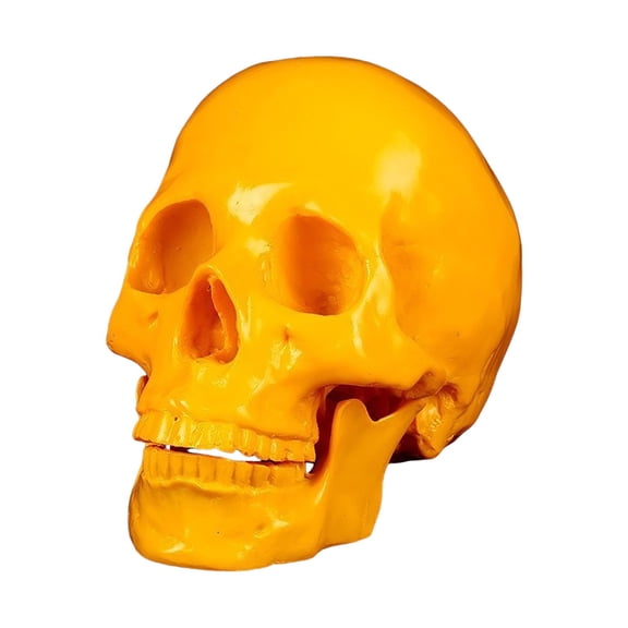 Human Skull Model, Realistic Adult Skull Head Bone Figurine, Resin Halloween Desktop Ornament for Gothic Home Decor, Teaching Anatomy Display, Macabre Shelf Accent for Living Spaces - A