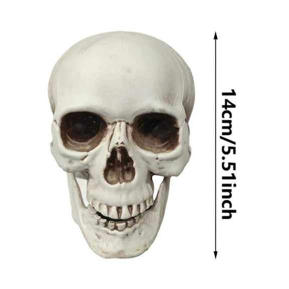 Human Skull Replica - Anatomically Accurate Skeleton Head Prop for Halloween Parties, Haunted Bars & Spooky Home Decorations