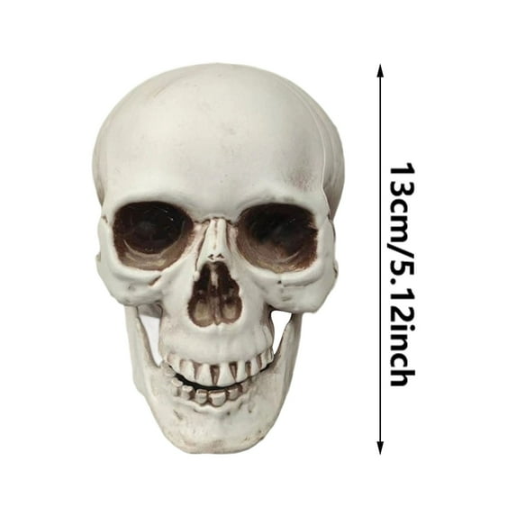 Human Skull Replica - Anatomically Accurate Skeleton Head Prop for Halloween Parties, Haunted Bars & Spooky Home Decorations