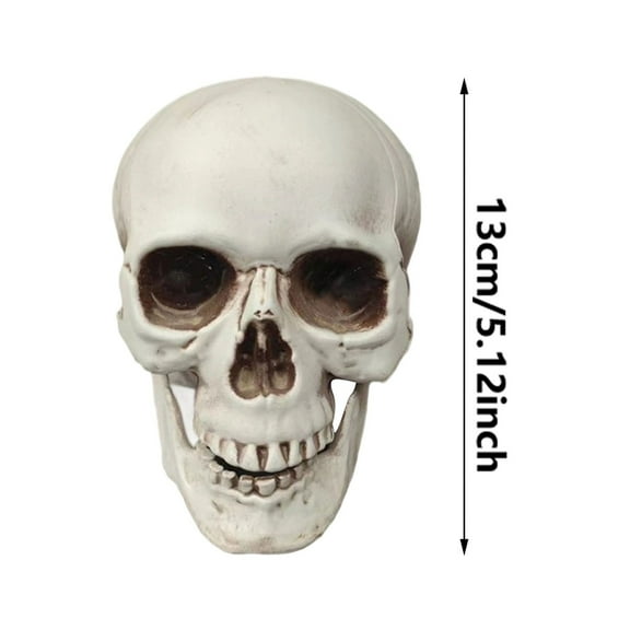 Human Skull Replica - Anatomically Accurate Skeleton Head Prop for Halloween Parties, Haunted Bars & Spooky Home Decorations