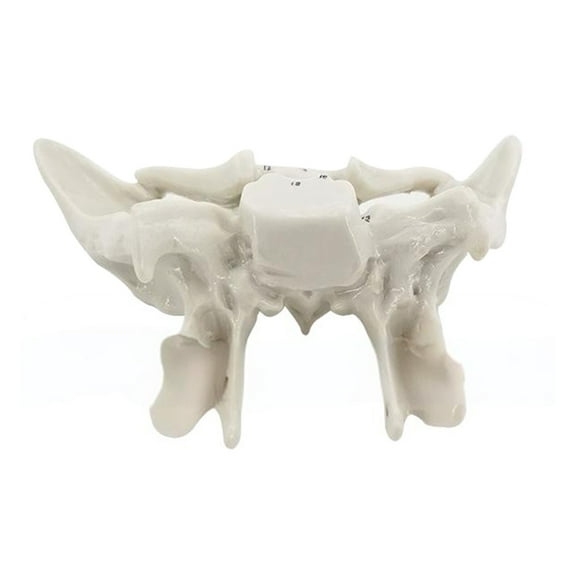 Human Sphenoid Anatomical Model Human Skeleton Model Temporal Bone Model Teaching Model for Medicals Orthopedics