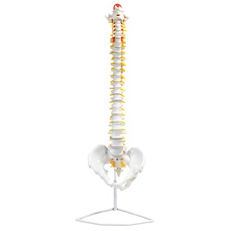 Flexible Spine Anatomical Model, Medical Quality, Life Sized (31.5" Height)