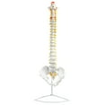 thumbnail image 1 of Human Spine Anatomical Model, Flexible - Medical Quality, Life Sized - 31.5" Height - Includes Complete Pelvis & Hanging Mount - hBARSCI, 1 of 4