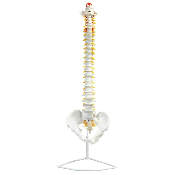 Human Spine Anatomical Model, Flexible - Medical Quality, Life Sized - 31.5" Height - Includes Complete Pelvis & Hanging Mount - hBARSCI